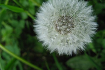 denver eating disorder therapy body image