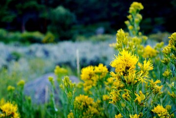 professionals-denver-therapist-counselor