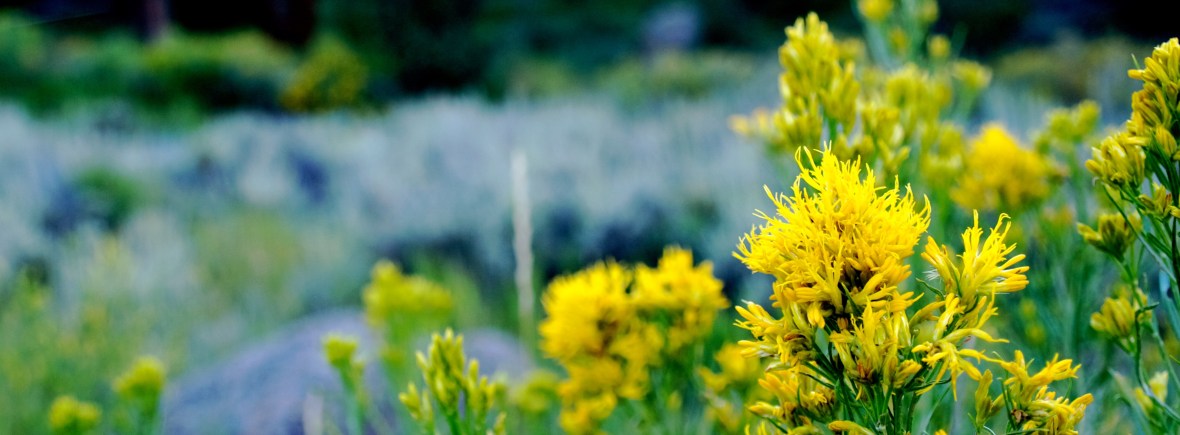 professionals-denver-therapist-counselor