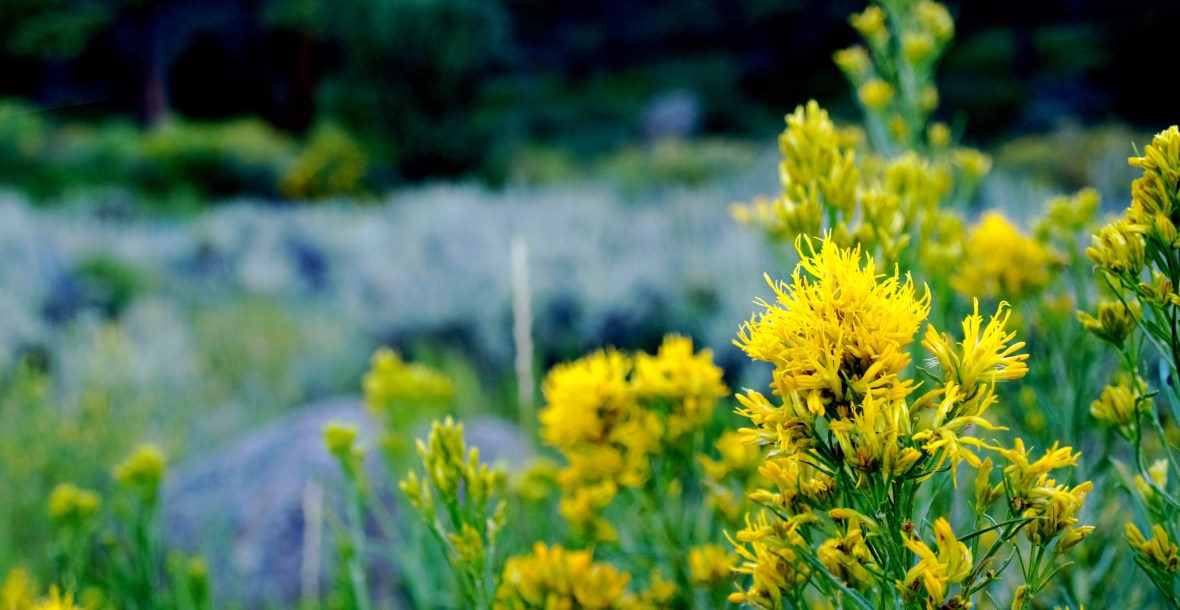 professionals-denver-therapist-counselor